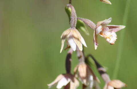 Epipactis palustris