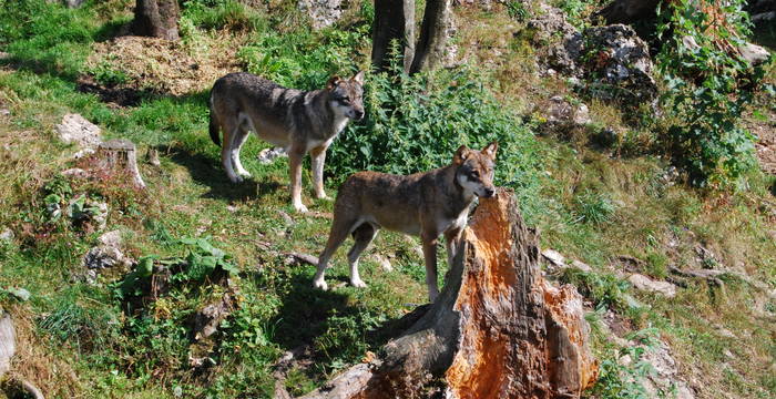 Wolf im Jura. Foto: Wikicommons, Micha L. Rieser