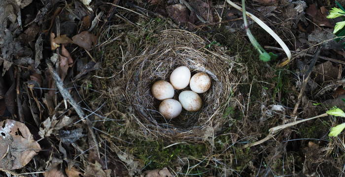 Vogelnest Bodenbrüter