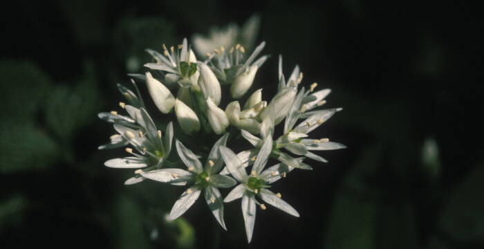 Allium ursinum