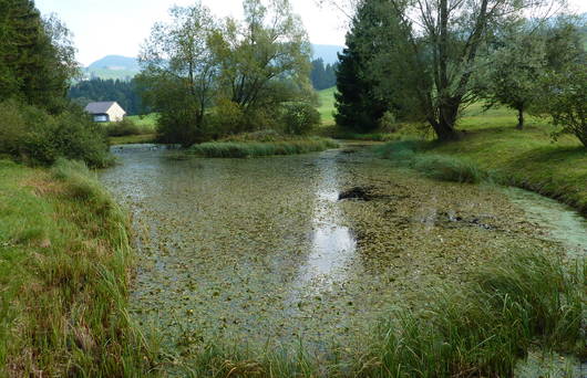 Torfstichweiher bereichern das Gontenmoos. (Foto: Pro Natura SGA)