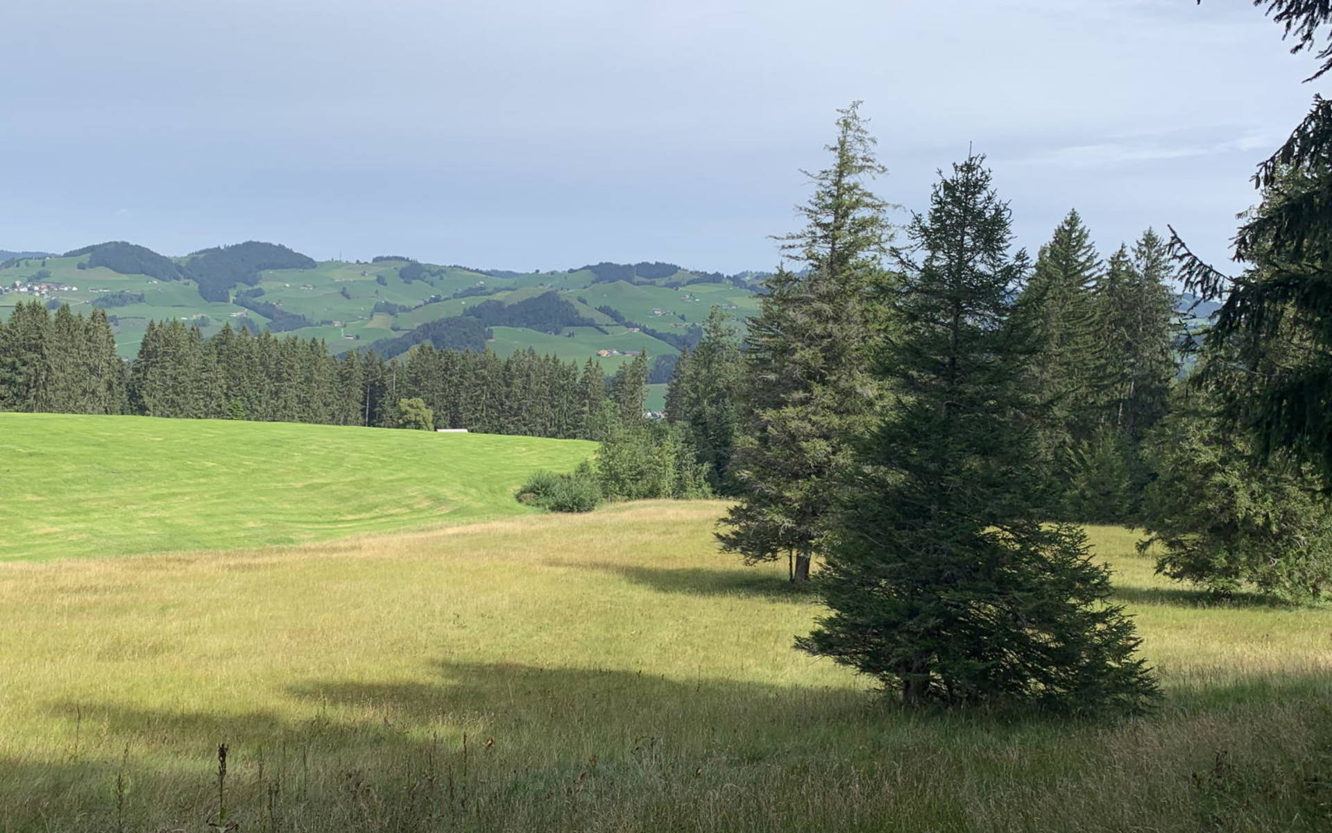 12002: Flachmoor Kau, Appenzell | Pro Natura St.Gallen-Appenzell