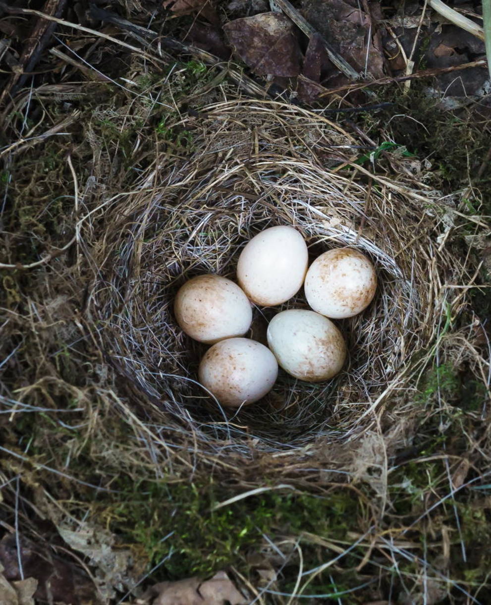 Vogelnest Bodenbrüter