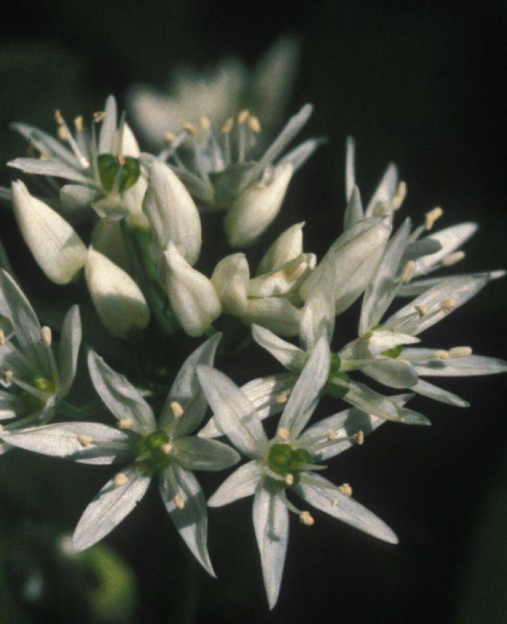 Allium ursinum