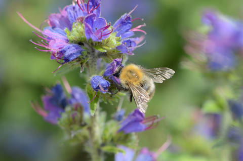 Natternkopf, eine wichtige Nektarpflanze für Wild- und Honigbienen (Foto: Vincent Sohni)