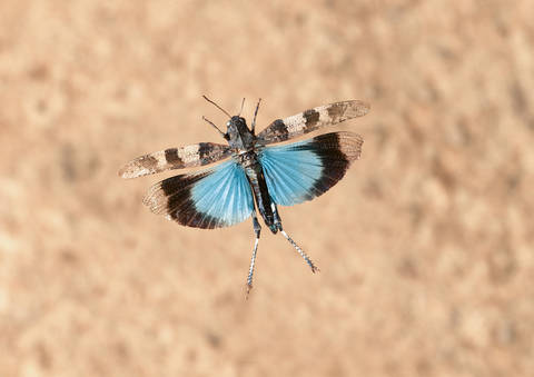 Die kräftig blau gefärbten Flügel mit deutlichen schwarzen Querbinden machen das Tier des Jahres 2023 unverwechselbar.